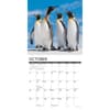 image Penguins 2025 Wall Calendar Second Alternate Image width=&quot;1000&quot; height=&quot;1000&quot;