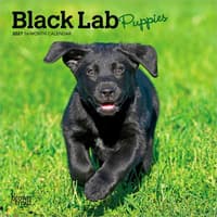 image Black Lab Puppies 2027 Mini Wall Calendar Main Product Image