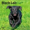 image Black Lab Puppies 2027 Mini Wall Calendar Main Product Image
