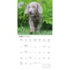 image Weimaraners 2026 Wall Calendar Second Alternate Image