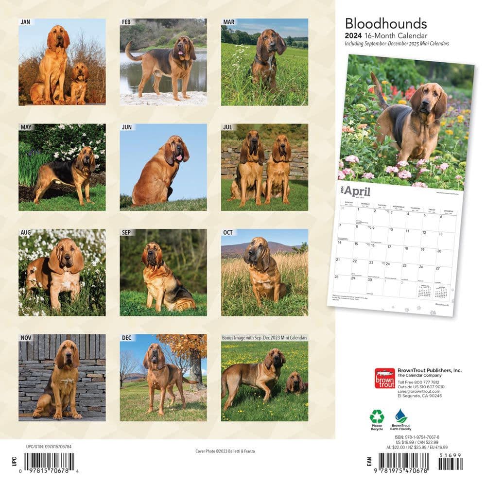 Bloodhounds 2024 Wall Calendar First Alternate Image width=&quot;1000&quot; height=&quot;1000&quot;