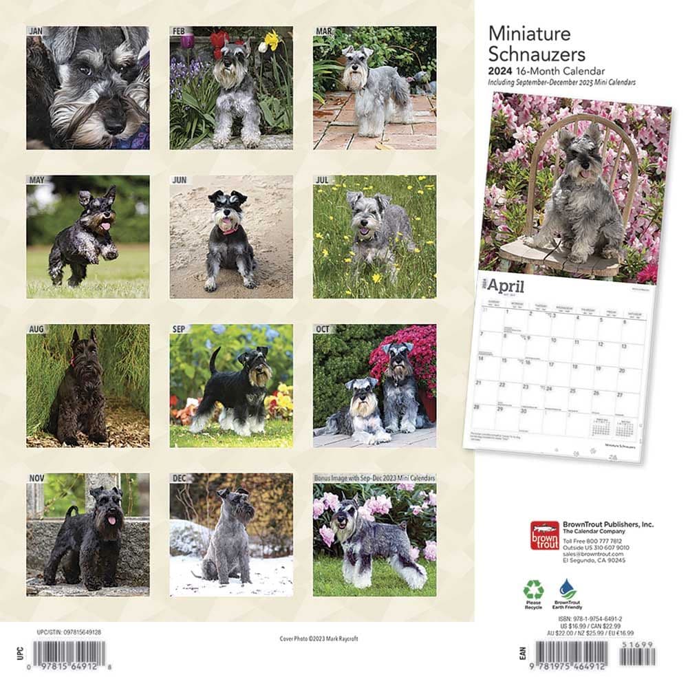 Miniature Schnauzers 2024 Mini Wall Calendar