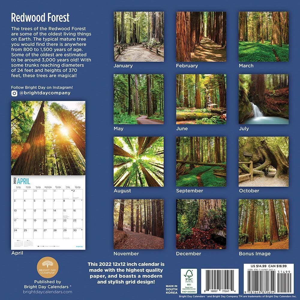 Redwood Forest 2022 Wall Calendar - Calendars.com