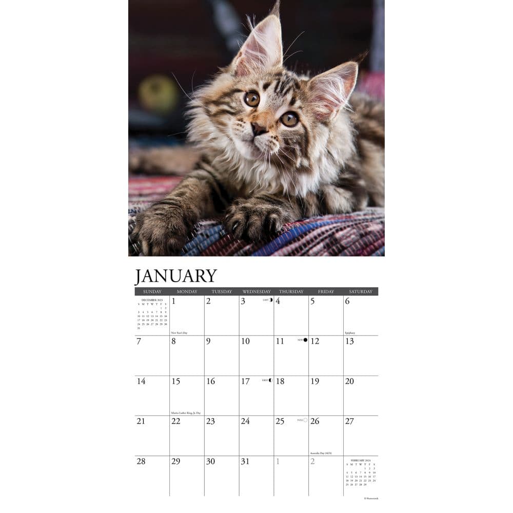 Maine Coon Kittens 2024 Wall Calendar - Calendars.com