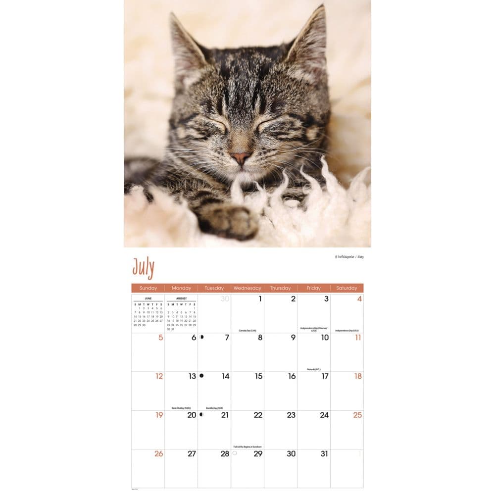 Cats 2026 Wall Calendar Third Alternate Image