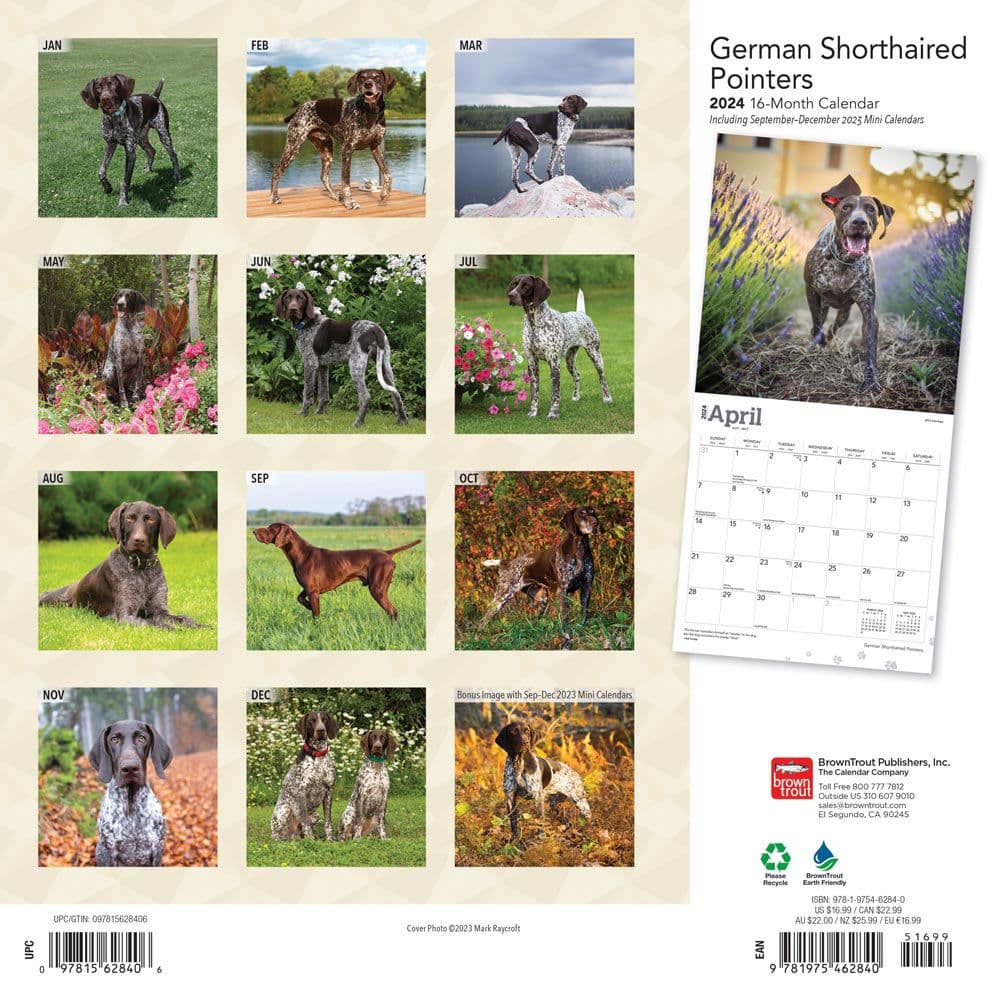 German Shorthaired Pointers 2024 Wall Calendar