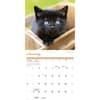 image Black Kitties 2026 Wall Calendar Second Alternate Image