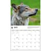 image Wolves WWF 2025 Wall Calendar Second Alternate Image width=&quot;1000&quot; height=&quot;1000&quot;