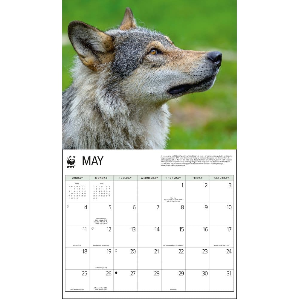 Wolves WWF 2025 Wall Calendar