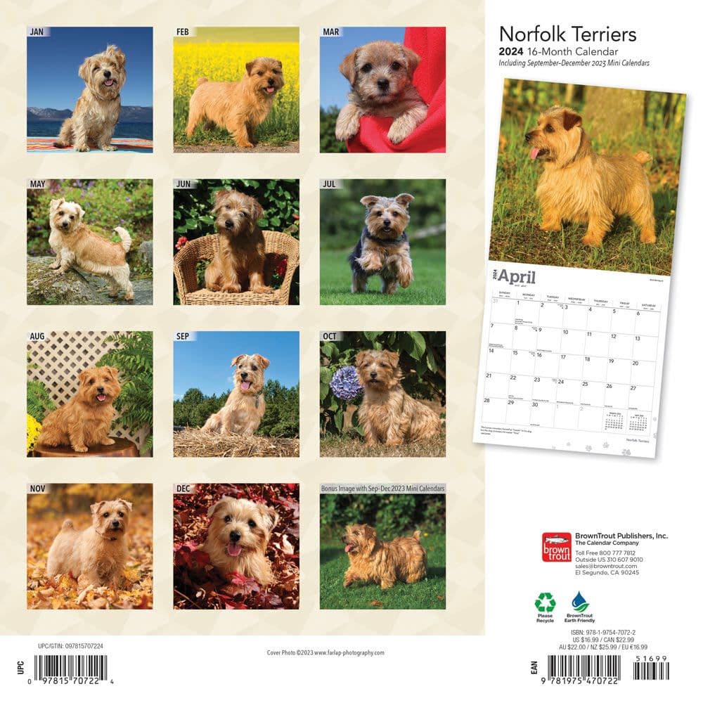 Norfolk Terriers 2024 Wall Calendar