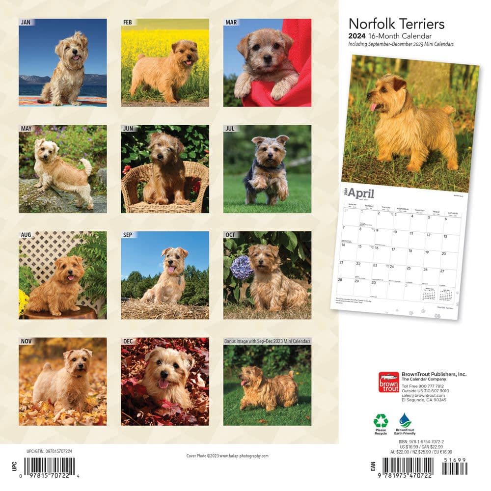 Norfolk Terriers 2024 Wall Calendar First Alternate Image width=&quot;1000&quot; height=&quot;1000&quot;