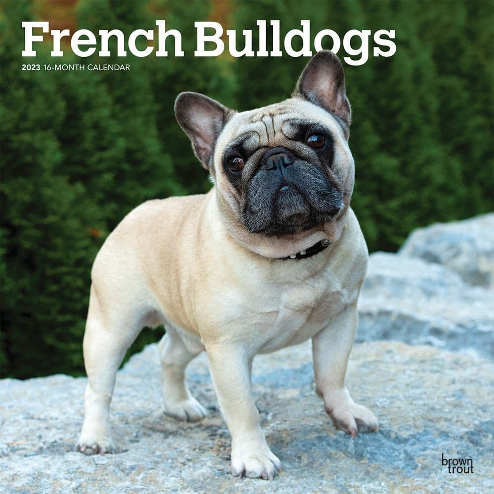 BrownTrout French Bulldogs 2023 Wall Calendar