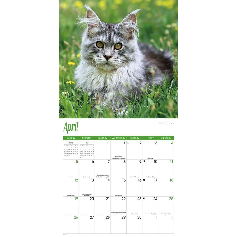 Just Maine Coon Cats 2026 Wall Calendar Third Alternate Image
