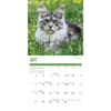 image Just Maine Coon Cats 2026 Wall Calendar Third Alternate Image