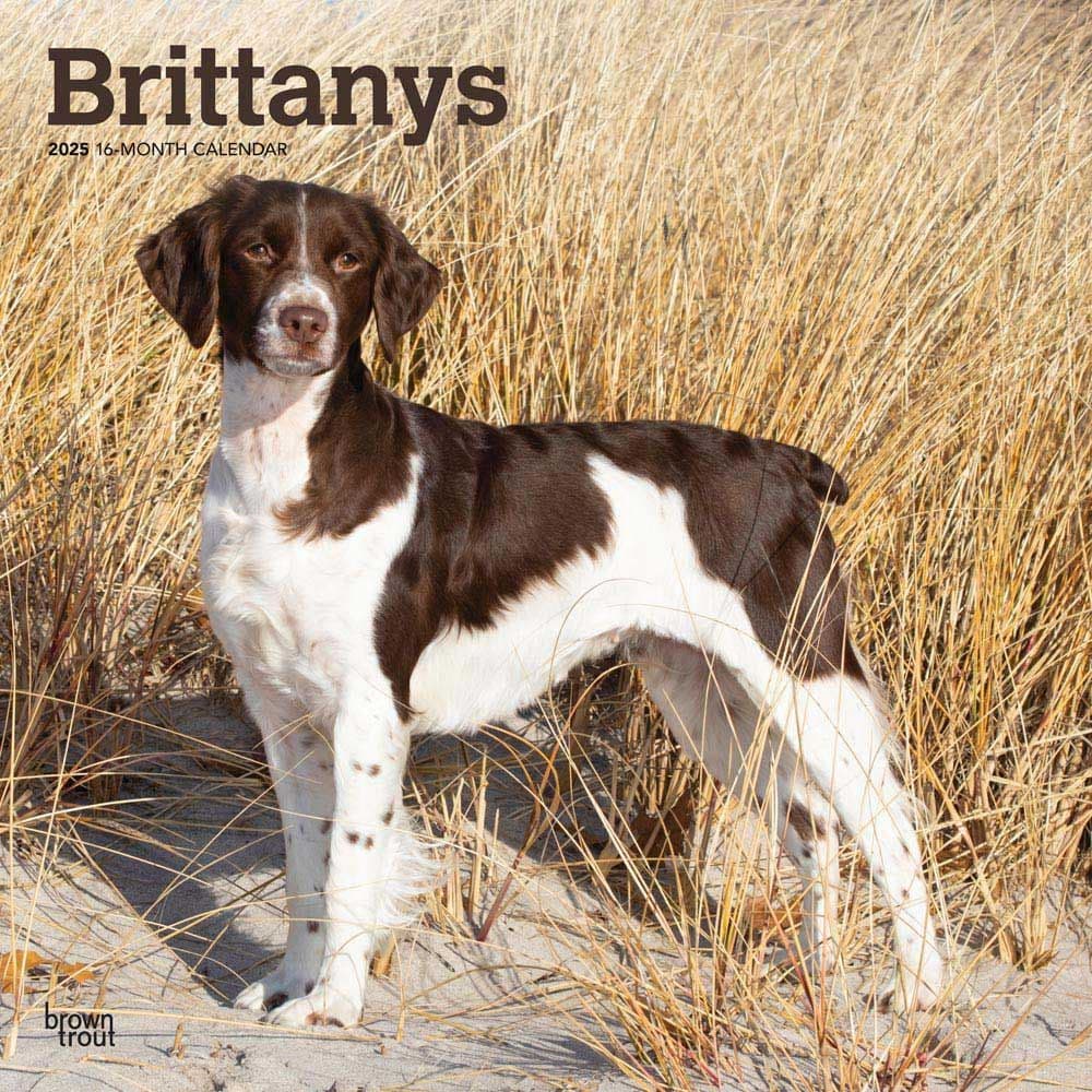 Brittanys 2025 Wall Calendar Main Product Image width=&quot;1000&quot; height=&quot;1000&quot;