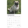 image Pugs 2025 Wall Calendar Third Alternate Image