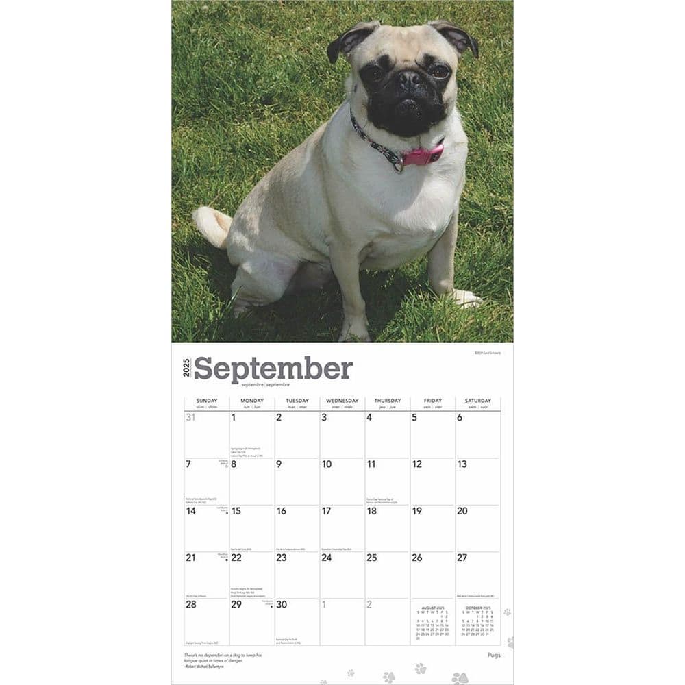 Pugs 2025 Wall Calendar Third Alternate Image