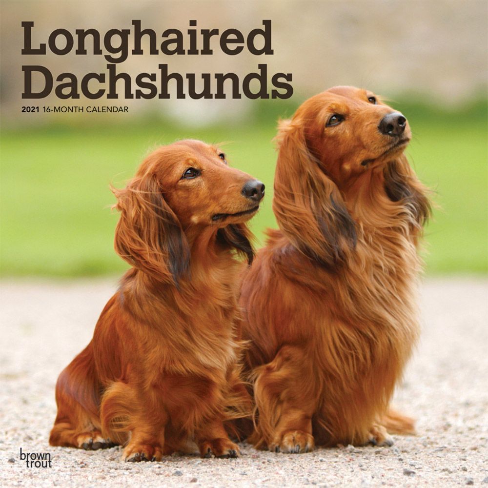 2020 Longhaired Dachshunds 16 Month 12 x 12 Wall Calendar by Bright Day
