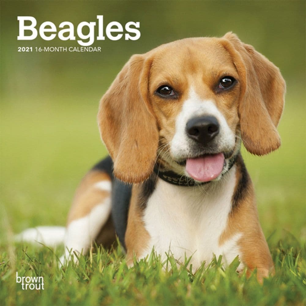 Beagle Mini Wall Calendar