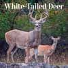image White Tailed Deer Wall 2024 Wall Calendar Main Image