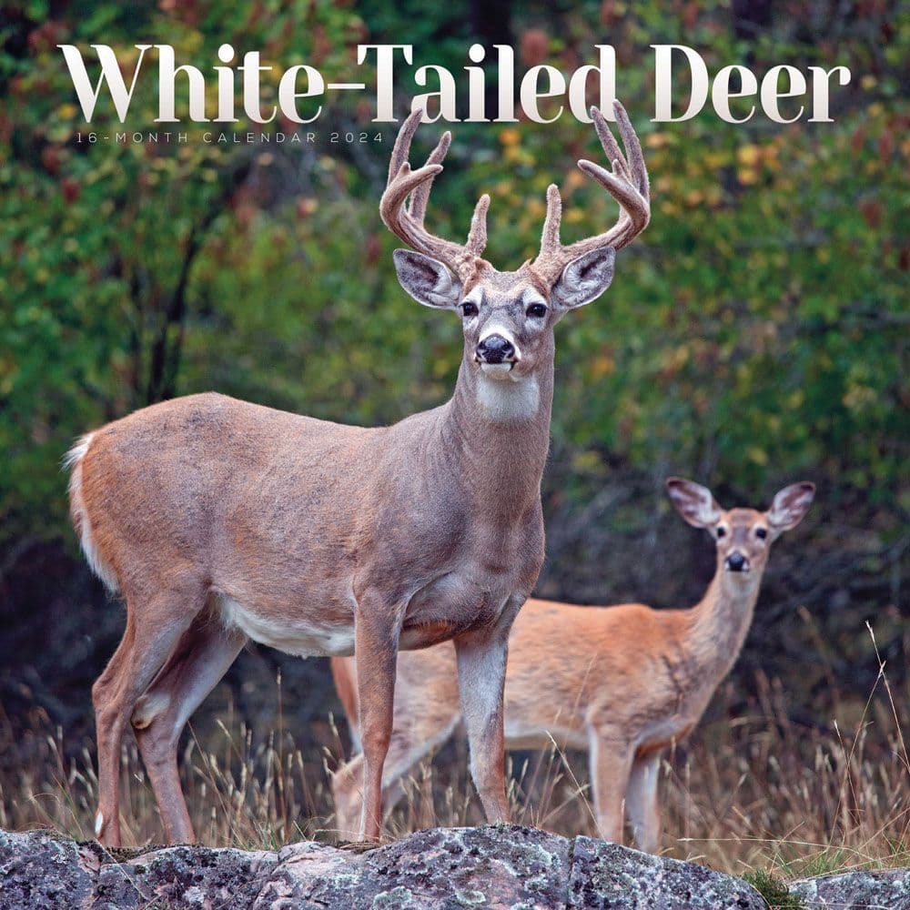 White Tailed Deer Wall 2024 Wall Calendar Main Image