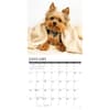 image Just Yorkies 2026 Wall Calendar Second Alternate Image