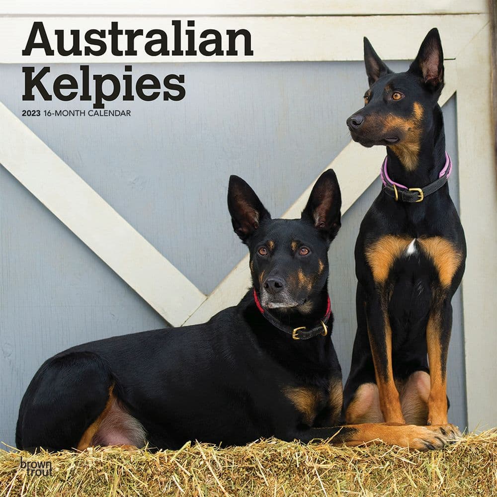 BrownTrout Australian Kelpies 2023 Wall Calendar