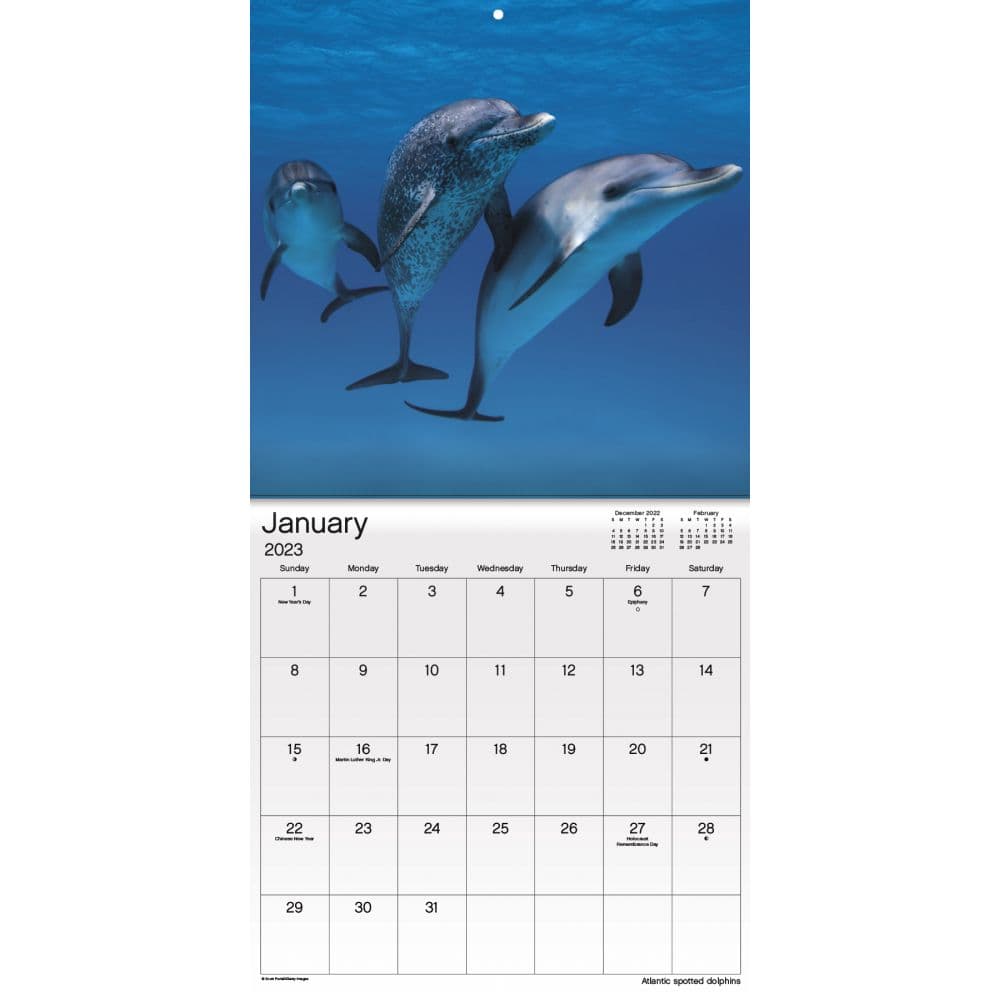 Ocean Life 2023 Wall Calendar SV - Calendars.com