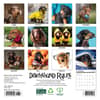 image Dachshund Rules 2026 Mini Wall Calendar First Alternate Image