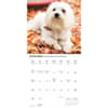 image Just Maltese 2026 Wall Calendar Fourth Alternate Image