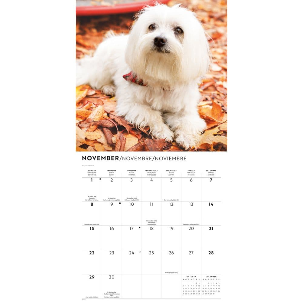 Just Maltese 2026 Wall Calendar Fourth Alternate Image