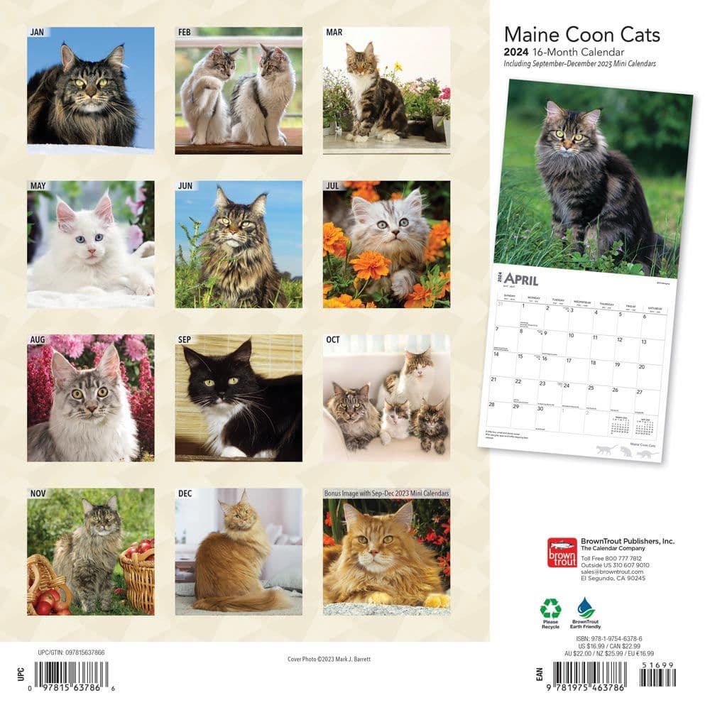 Maine Coon Cats 2024 Wall Calendar - Calendars.com