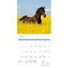 image Horses 2025 Wall Calendar Second Alternate Image width=&quot;1000&quot; height=&quot;1000&quot;