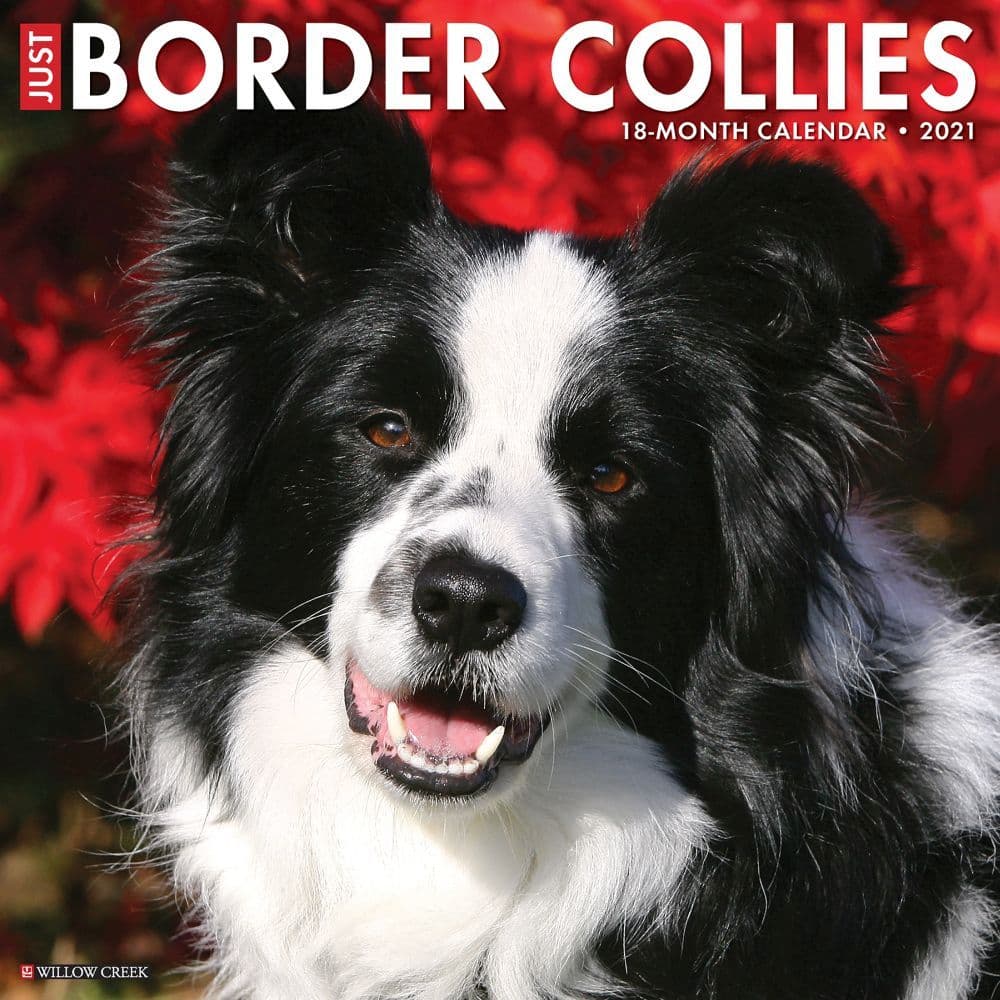 Just Border collies Wall Calendar