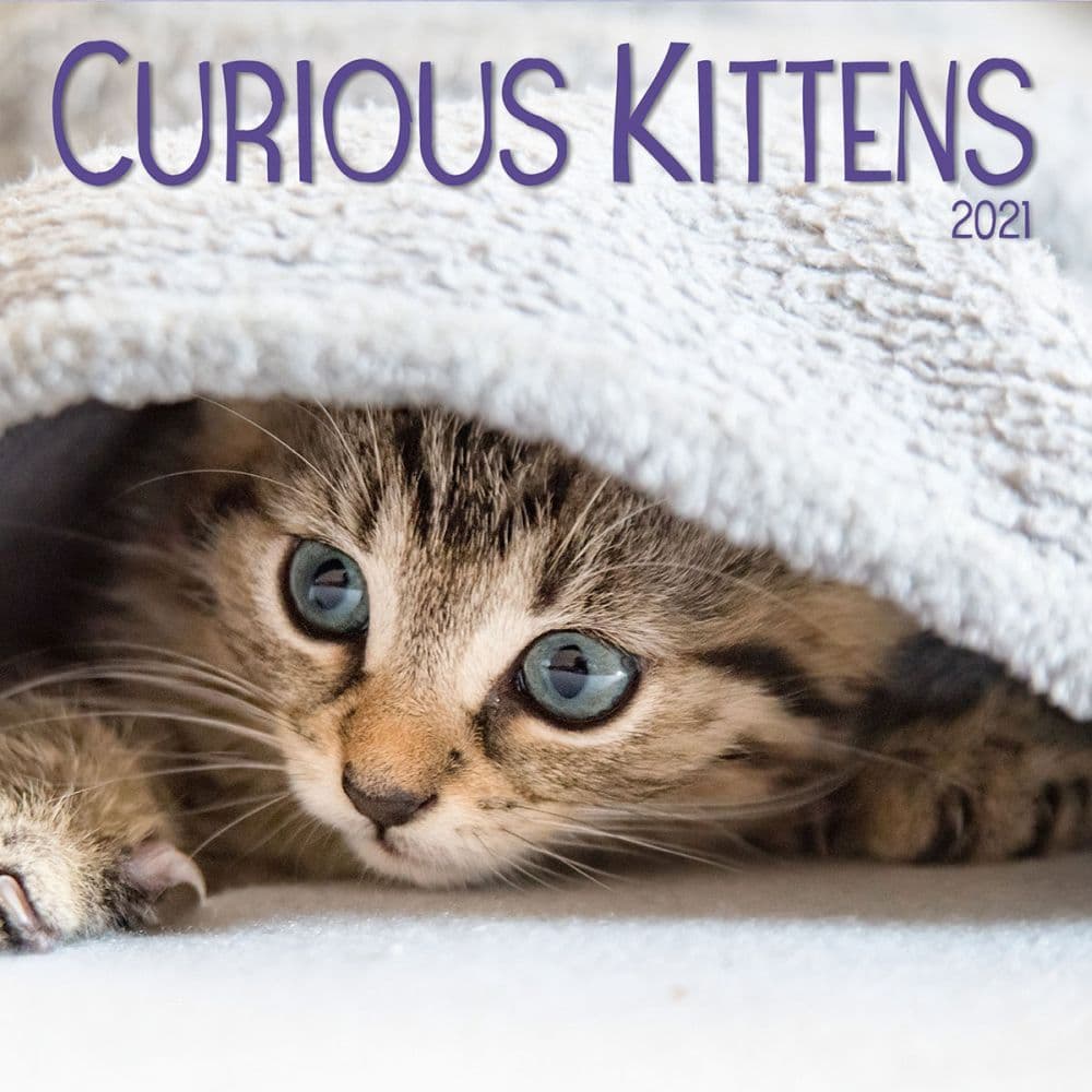 Curious Kittens Mini Wall Calendar