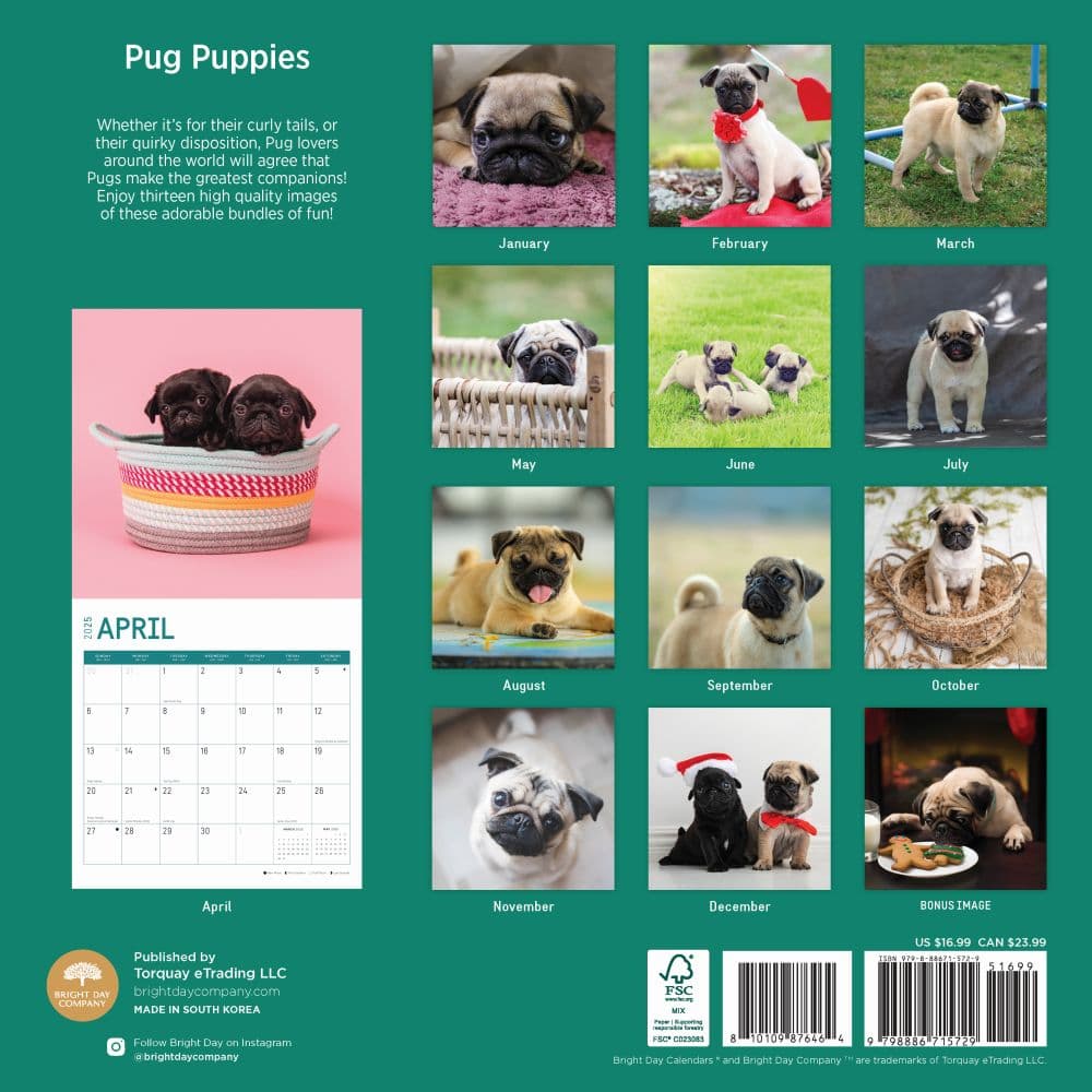 Pug Puppies 2025 Wall Calendar First Alternate Image