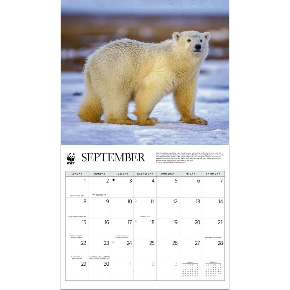 Polar Bears WWF 2024 Wall Calendar