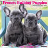 image French Bulldog Puppies Just 2024 Wall Calendar Main Image