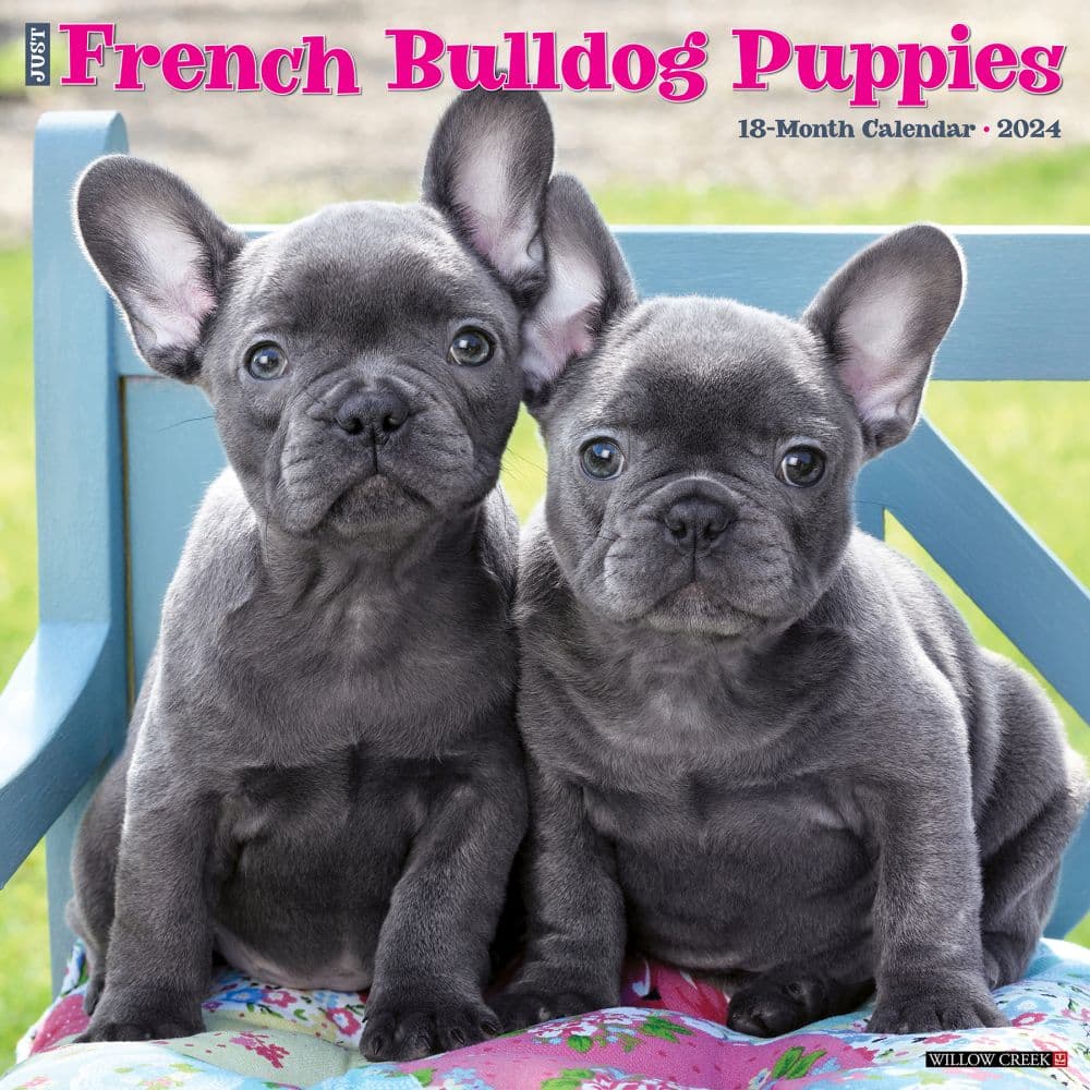 French Bulldog Puppies Just 2024 Wall Calendar Main Image