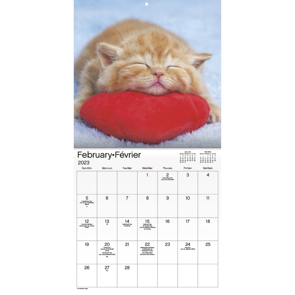 Kittens Bilingual 2023 Mini Wall Calendar - Calendars.com