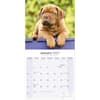 image Dogue de Bordeaux 2027 Wall Calendar