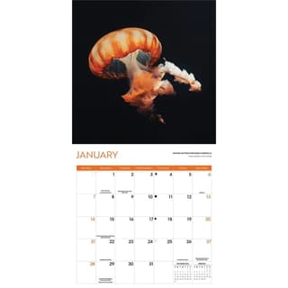 Jellyfish 2024 Wall Calendar - Calendars.com