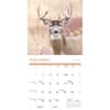 image White Tailed Deer Special Value 2026 Wall Calendar Third Alternate Image