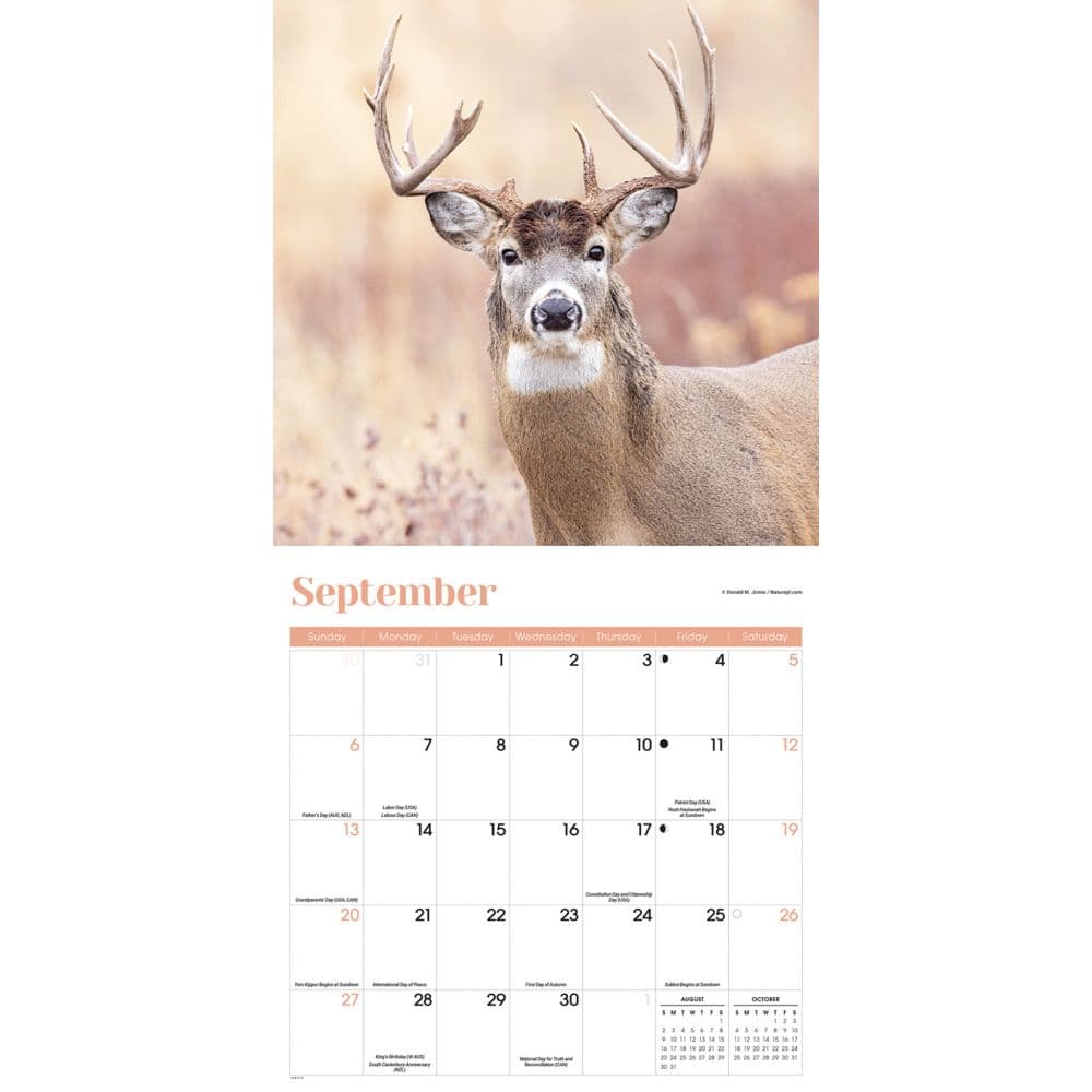 White Tailed Deer Special Value 2026 Wall Calendar Third Alternate Image