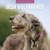 image Irish Wolfhounds 2025 Wall Calendar