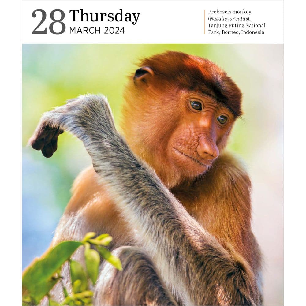 Audubon Nature Gallery 2024 Desk Calendar