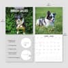 image Border Collies 2026 Wall Calendar Fourth  Alternate Image