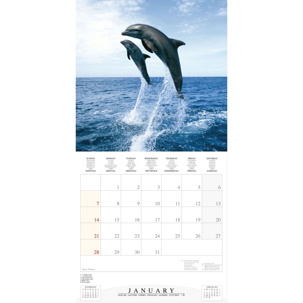 Dolphins 2024 Wall Calendar (French) Alt2