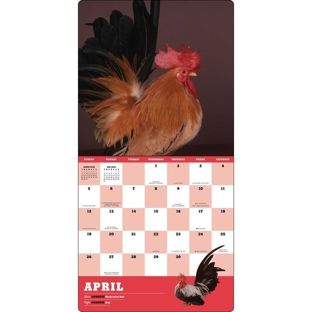 Extraordinary Chickens 2026 Wall Calendar Third Alternate Image