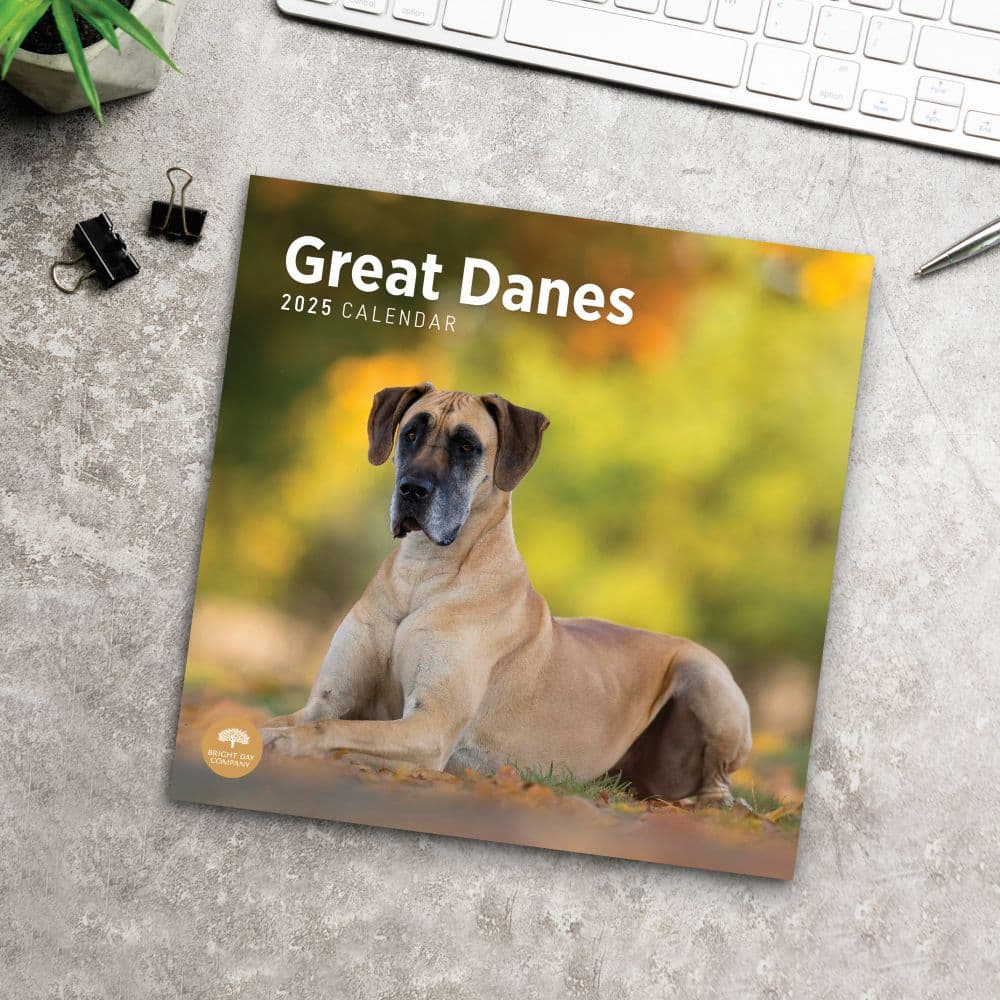 Great Danes 2025 Wall Calendar Fourth Alternate Image